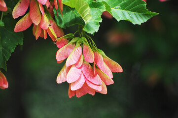 red seeds of the Tatar maple