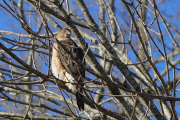 Red shouldered hawk perched among tree limbs against blue sky. 