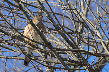 Red shouldered hawk perched among tree limbs against blue sky. 