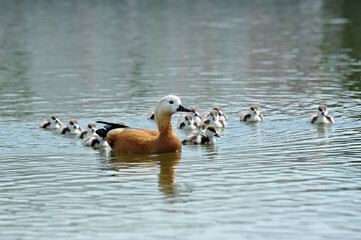 ogare family in the pond - adult birds and children