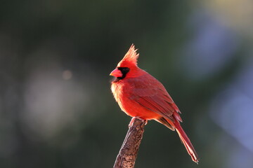 Male norther cardinal red bird perched on tree against blurry background. 