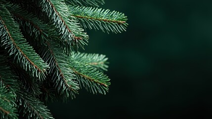 A close-up of vibrant green spruce tree branches against a dark background, showcasing their needle-like leaves and natural beauty.