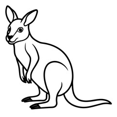 Wallaby on white background