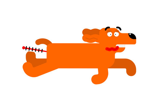 Dog taking temperature rectally. Conceptual illustration by veterinarians