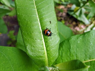 Swamp milkweed leaf beetle (Labidomera clivicollis) found on common milkweed leaf  (Asclepias syriaca) in North Carolina park garden