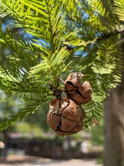 Bald cypress (Genus Taxodium) tree cone seeds found in North Carolina park