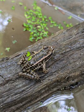 Pickerel frog sitting on a log in a North Carolina lake (Lithobates palustris)