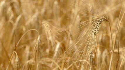 background -  grain field with ripe ears of wheat