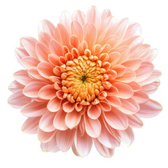 Fototapeta premium Chrysanthemum flower close-up, isolated on transparent background