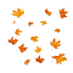 Falling Autumn Leaves Against Black Background: A Breathtaking Display of Nature's Beauty