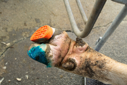 Hoof block