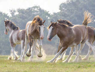 Four Clydesdale Draft Horses run and ROMP across open green paddock