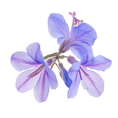 Rosemary flower Rosmarinus officinalis close-up, isolated on transparent background