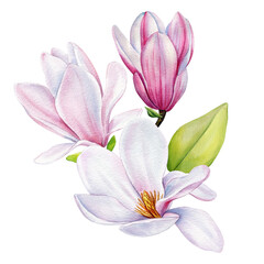 Botanical Watercolor Magnolia Flowers Clipart, Delicate Hand-Painted Pink Blooms Isolated. Wedding Graphic Design