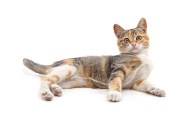 Red kitten lying down.