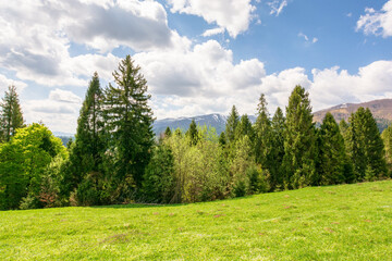fir forest behind the green field. weather wonderful on a sunny day. carpathian mountain landscape...