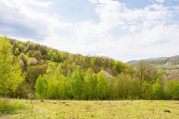 Fototapeta premium deciduous forest behind the green meadow. beautiful view. sunny morning. countryside mountain landscape beneath a cloudy sky in spring. remote pasture