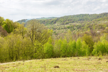 deciduous forest behind the green meadow. picturesque scenery. sunny morning. countryside mountain landscape beneath a cloudy sky in spring. lush beech and birch woods in april