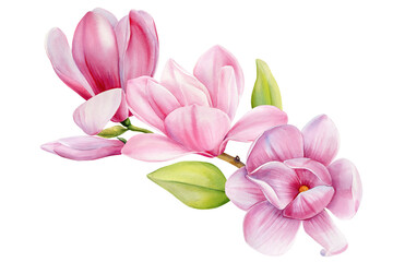 Obraz premium Watercolor magnolia blooms, Elegant Pink Flowers. Hand-painted white Background. Wedding Invitations. Graphic Design