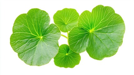 Fresh Green Round Leaves on a White Background for Natural Themes