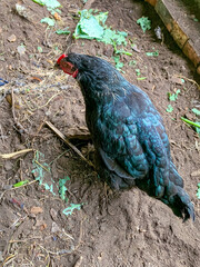 A black hen is digging in the ground with grass on it. The chicken beautifully demonstrates its black and green plumage. There is a wall of red bricks in the background