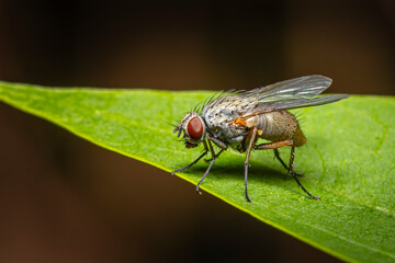 Macro Close-up of a Fly Resting on a Fresh Green Leaf in Nature