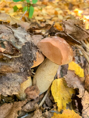 Close-up of mushrooms growing among autumn leaves in a forest setting.
