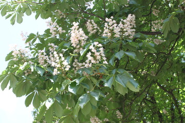blossoming tree