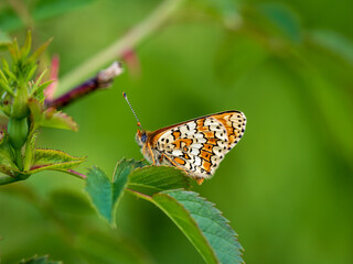 Fototapeta premium Glanville Fritillary Resting With its Wings Closed