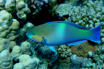 Rusty parrotfish (Scarus ferrugineus) undersea, Red Sea, Egypt, Sharm El Sheikh, Montazah Bay