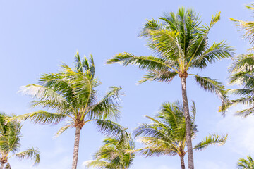 Palm trees.