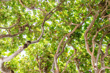 View under a tree. Green background.