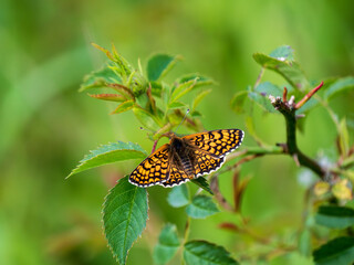 Glanville Fritillary Resting With its Wings Open