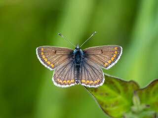 Obraz premium Brown Argus Butterfly Resting. Wings Open.