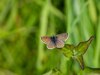 Fototapeta premium Brown Argus Butterfly Resting. Wings Open.