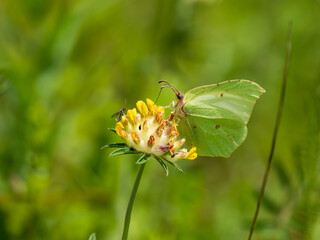 Brimstone Butterfly Feeding on Kidney Vetch