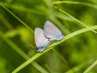 Small Blue Butterfllies Mating on a Grass Stem