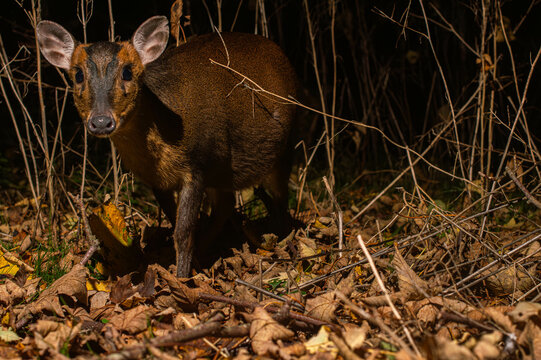 muntjac deer in the woods at night