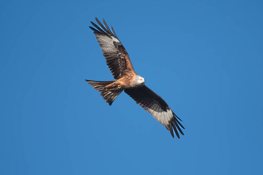 Red Kite in flight