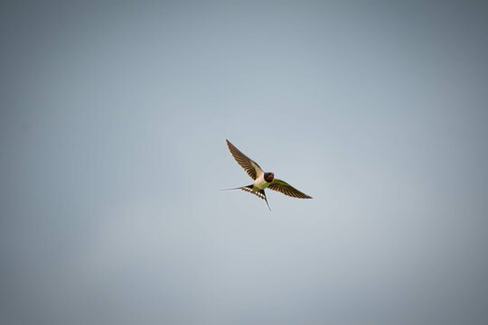 Swallow in flight