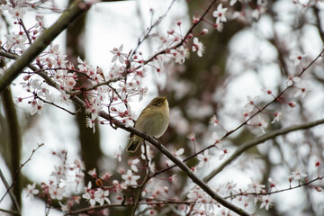 Willow Warbler 
