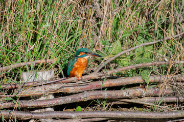 Kingfisher