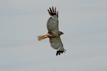 Marsh Harrier