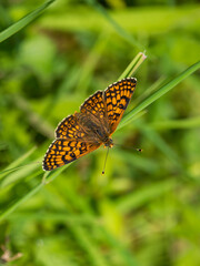 Glanville Fritillary Resting With its Wings Open