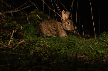 rabbit in the grass