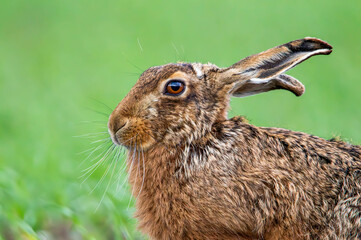 Brown Hare