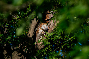 Barn Owl