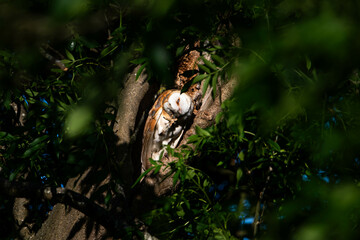 Barn Owl