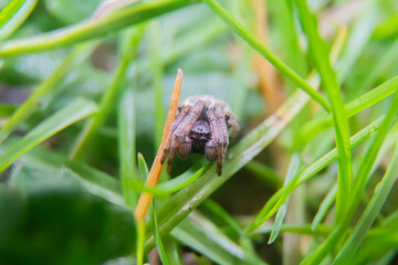 Spider