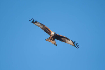 Red Kite
